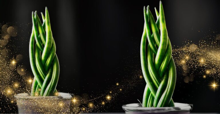 Lança de São Jorge Trançada Significado Espiritual