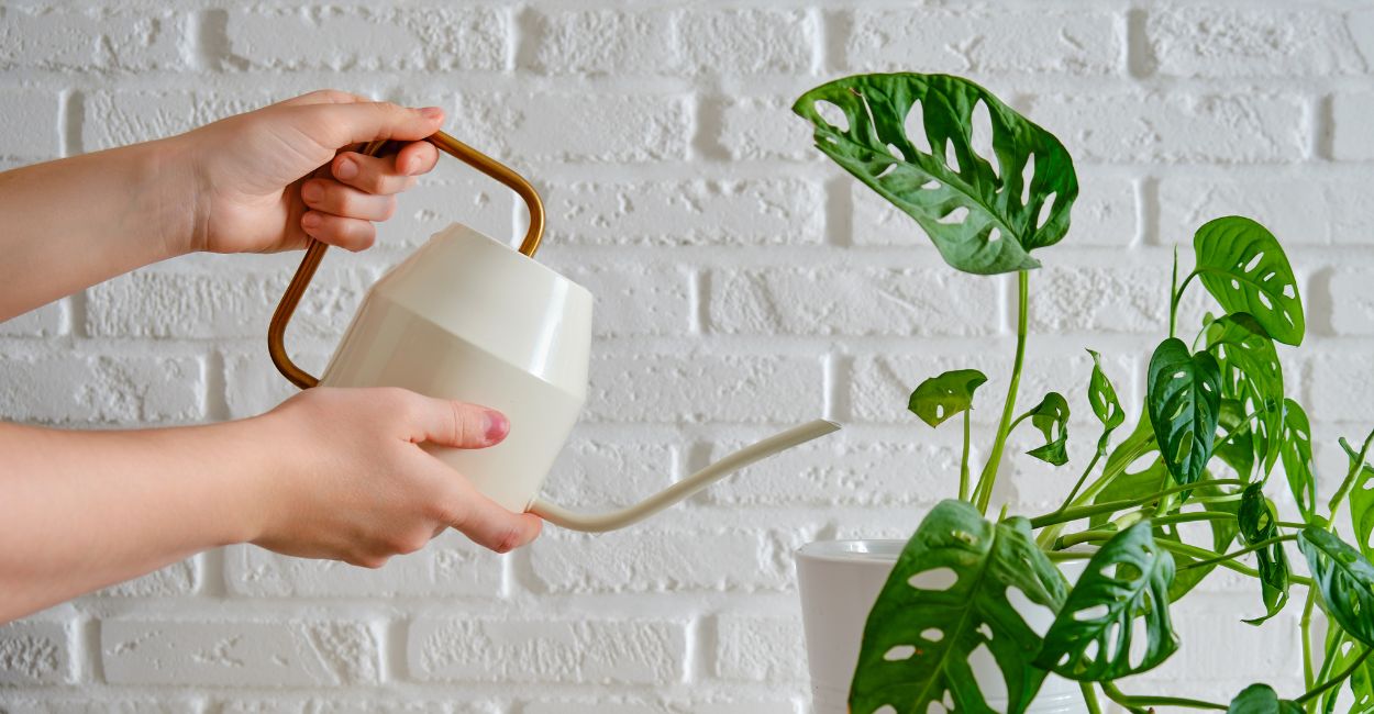 folhas furadas da costela de eva