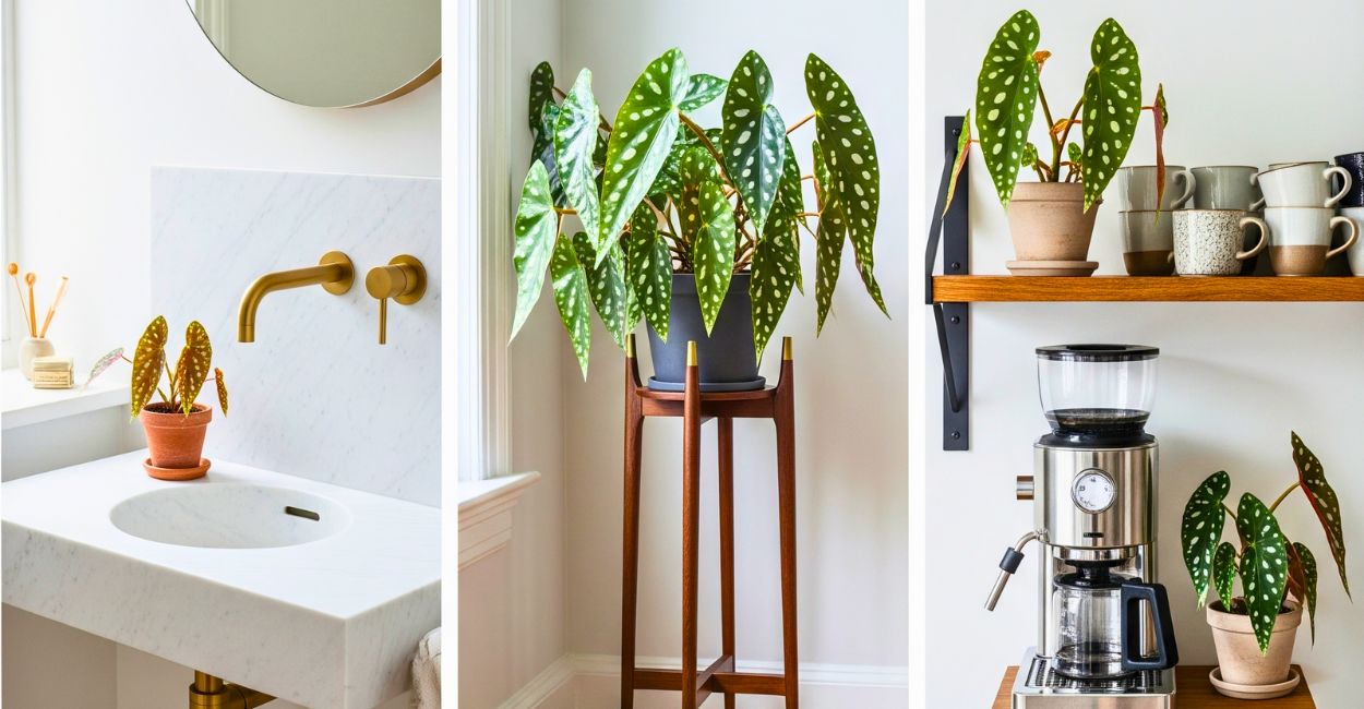 begônia na decoração