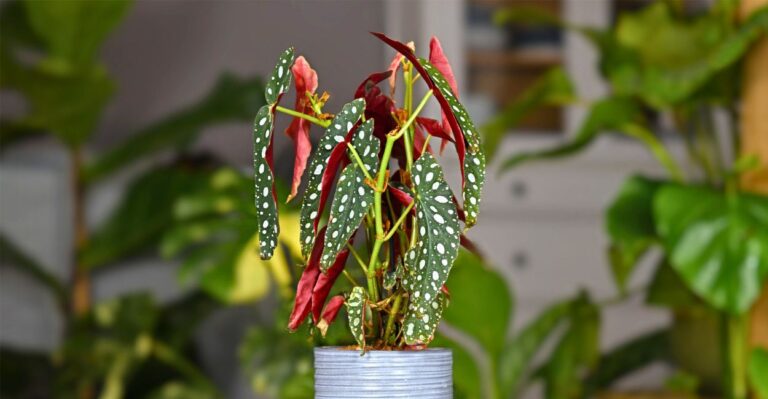 folhas de begônia maculata