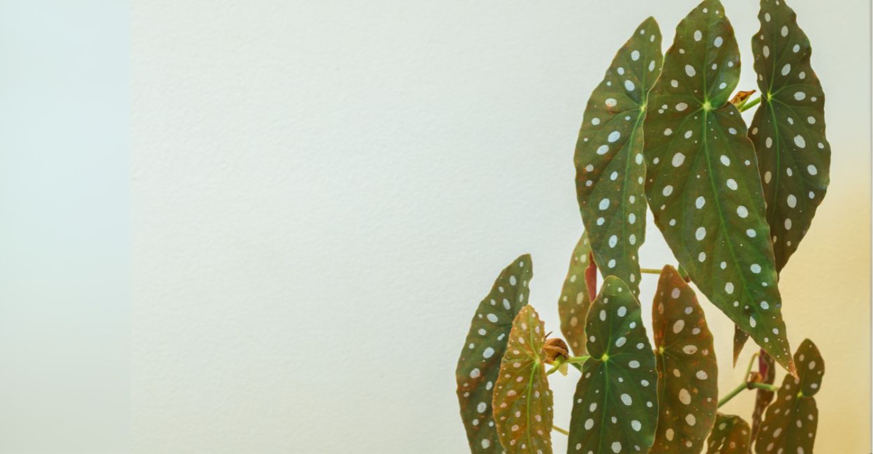 begônia maculata
