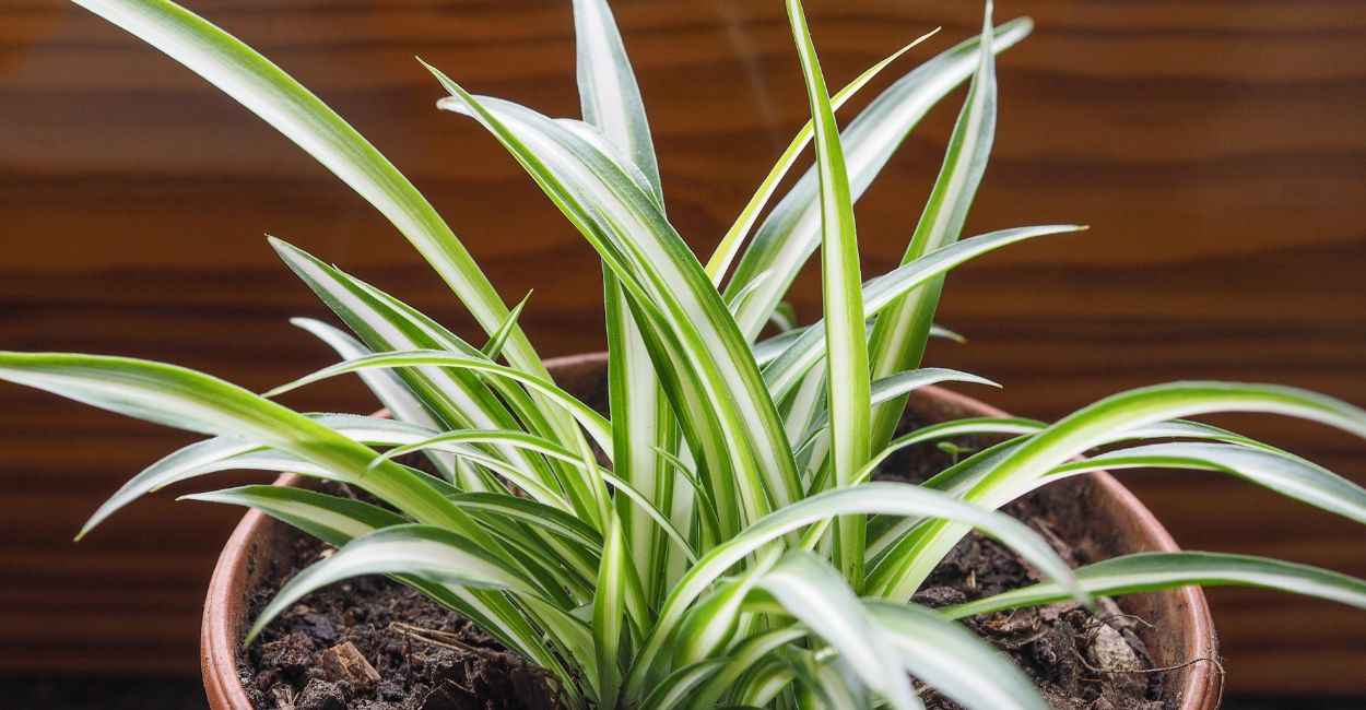 como fazer mudas da planta aranha