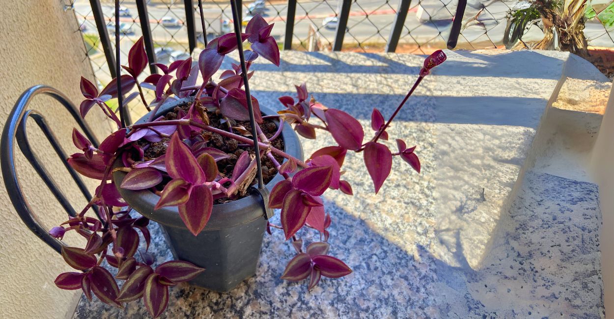 como mudar a cor do lambari roxo