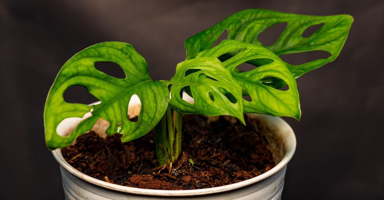 folhas da costela de eva