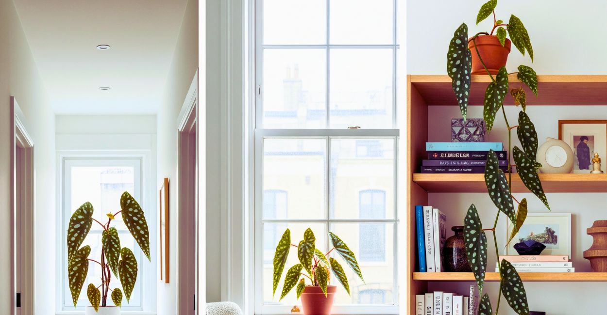 decoração com begônia maculata