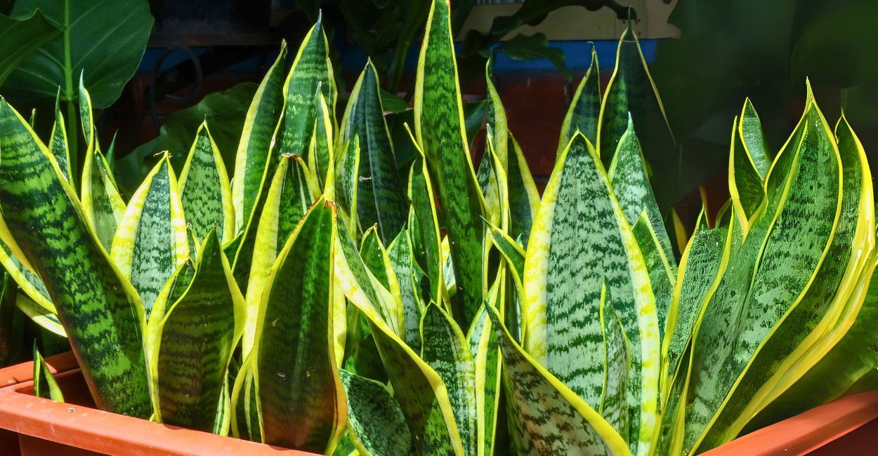 planta espada de santa barbara