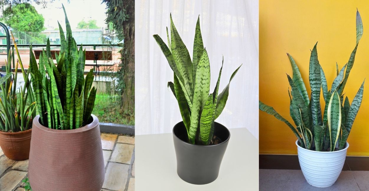 espada de são jorge