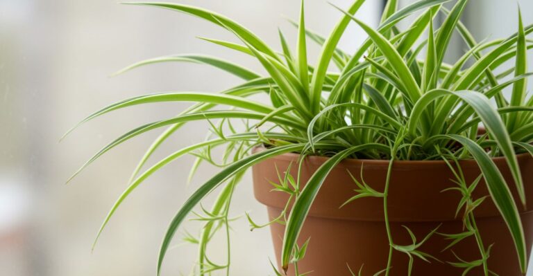 fazer mudas da planta-aranha