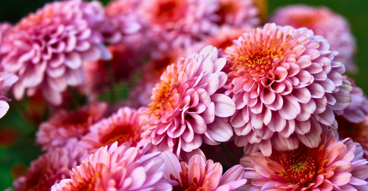 crisantemo, a flor da prosperidade japonesa