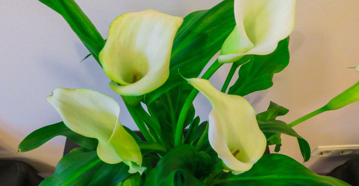 planta copo de leite