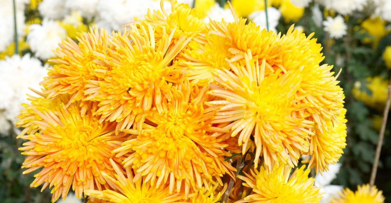 flor de prosperidade japonesa