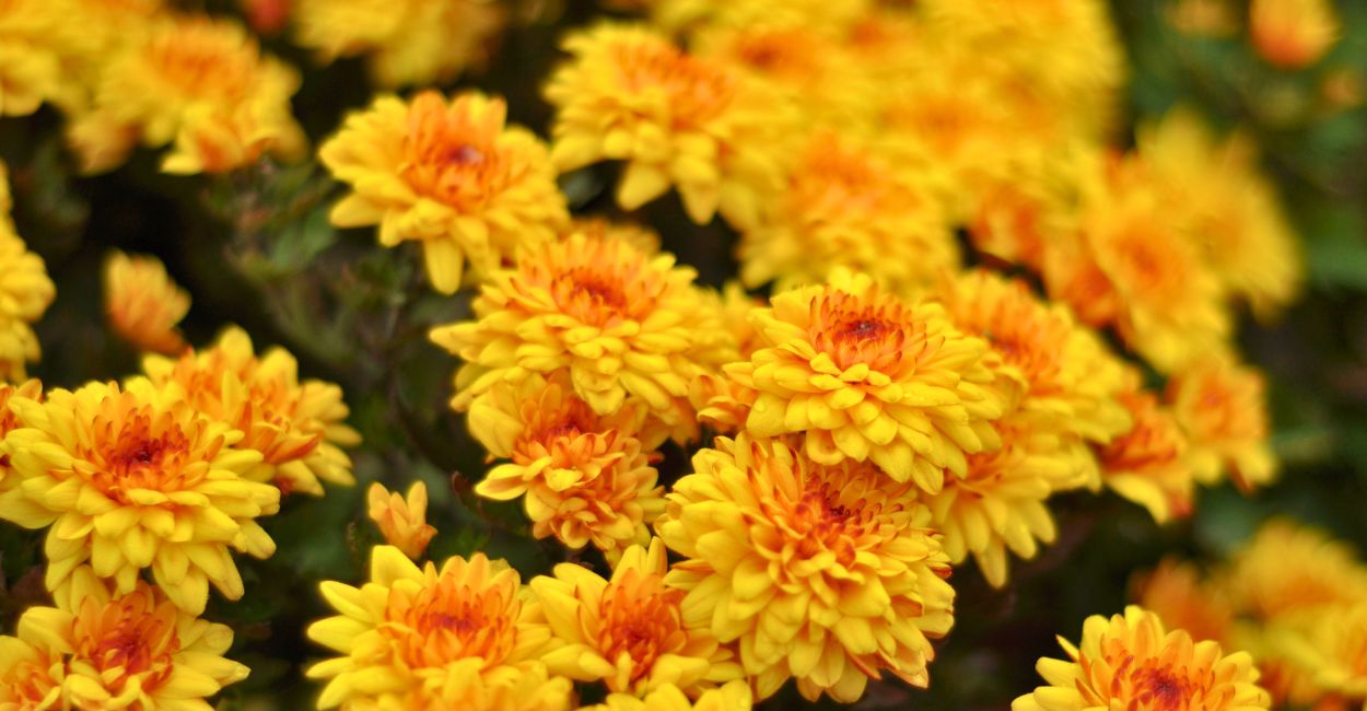 flor de prosperidade japonesa