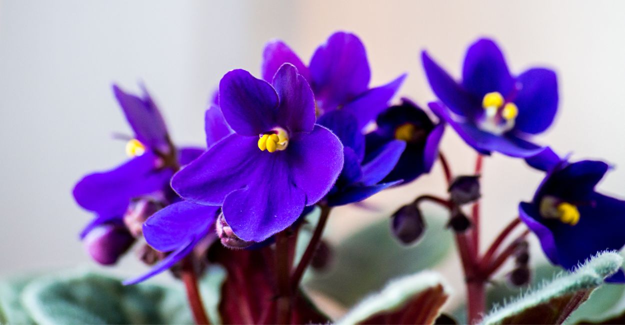 flor violeta africana