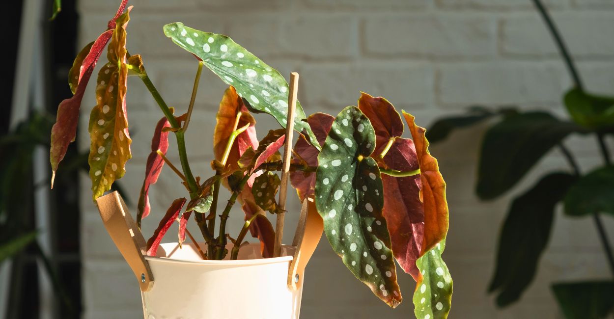 folhas de begônia maculata