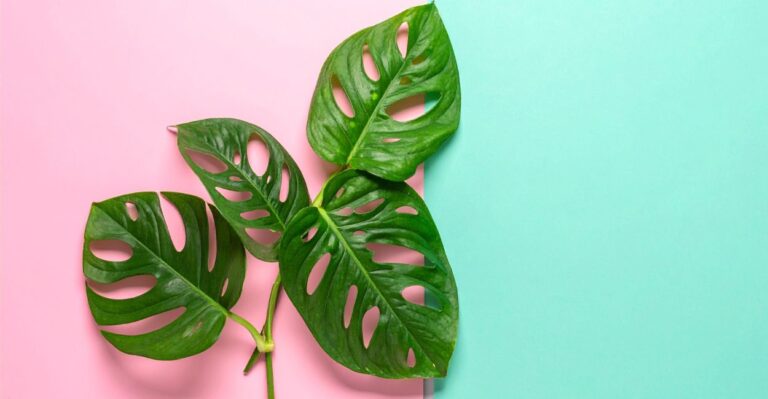 anatomia da costela de eva