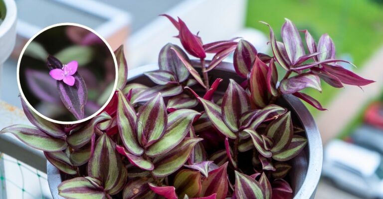 flor do lambari roxo