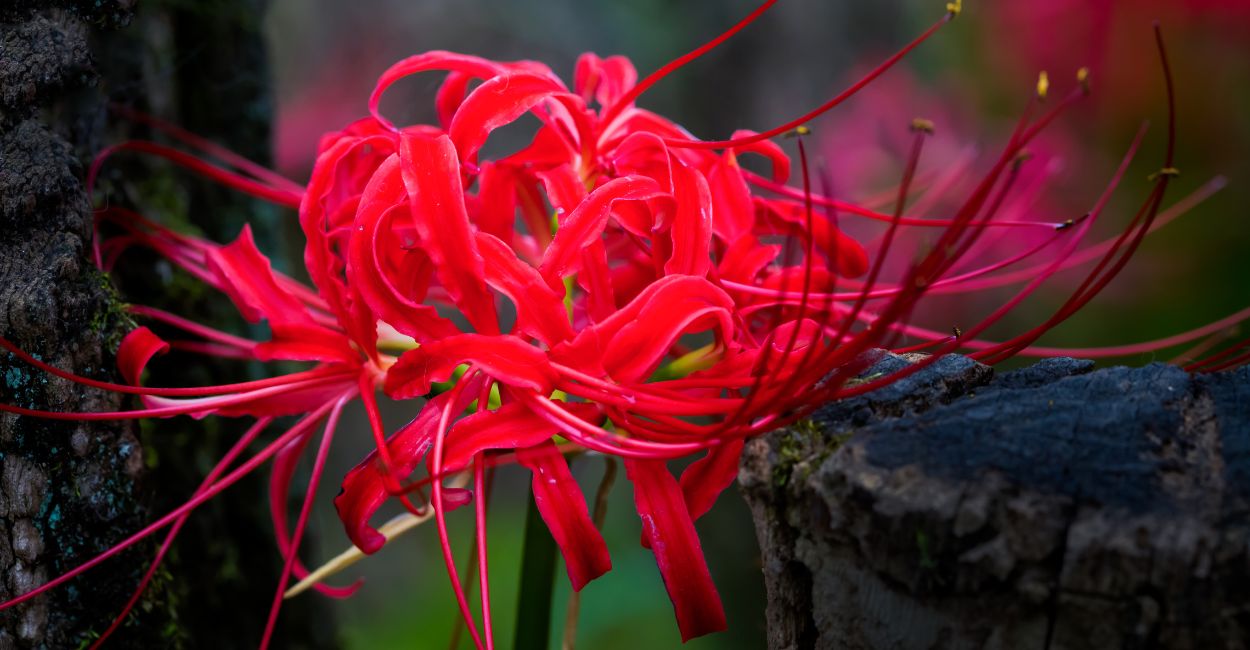 lírio da aranha vermelho