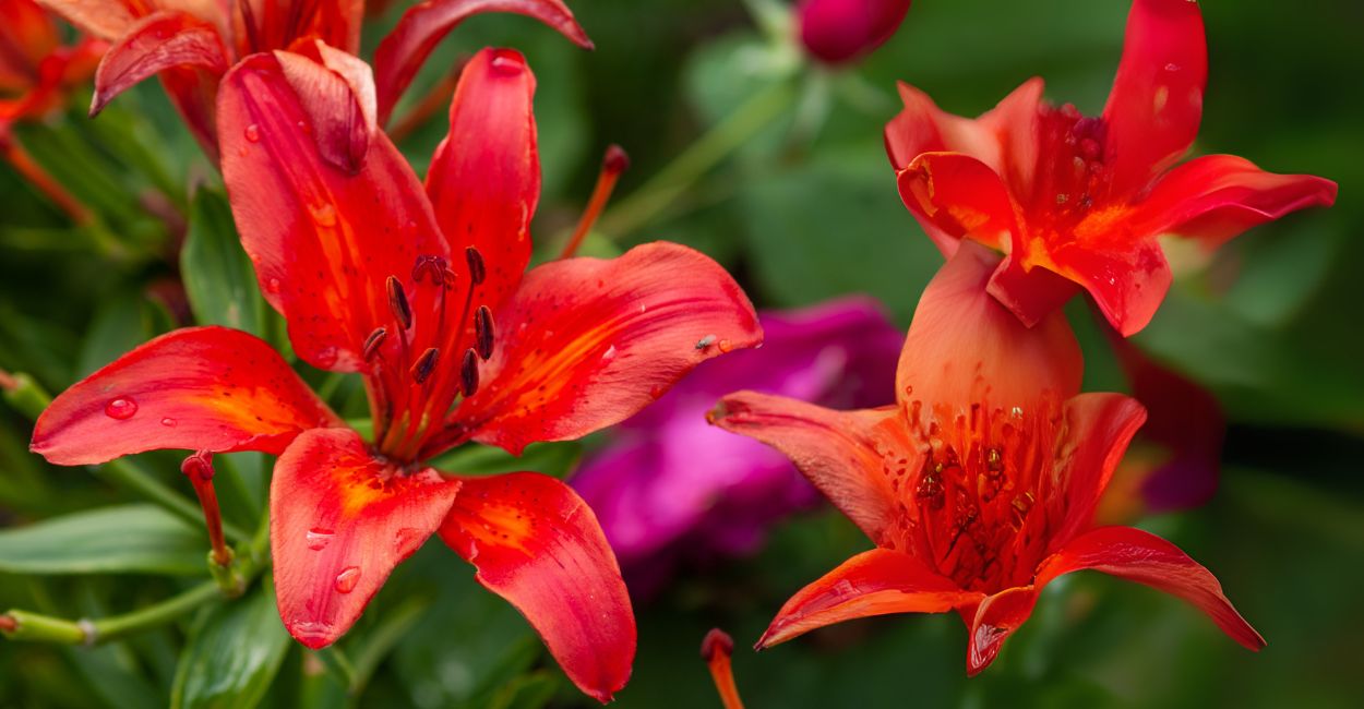 como cuidar de lírio vermelho