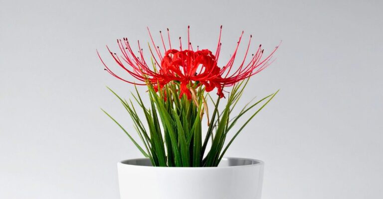 lírio aranha vermelho