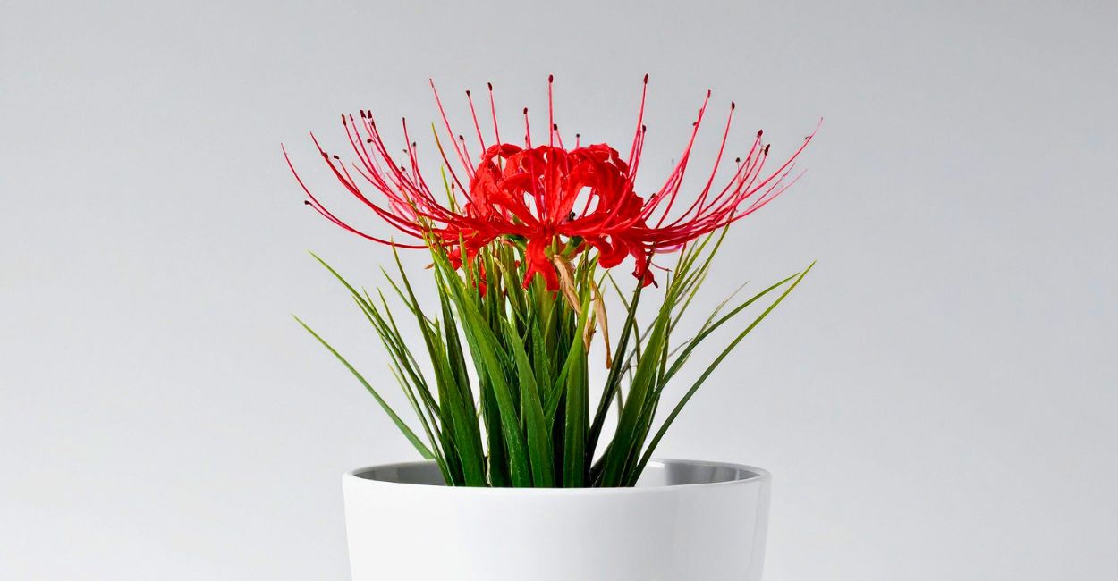 lírio aranha vermelho