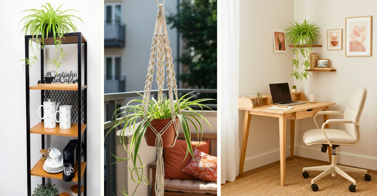decoração com a planta-aranha