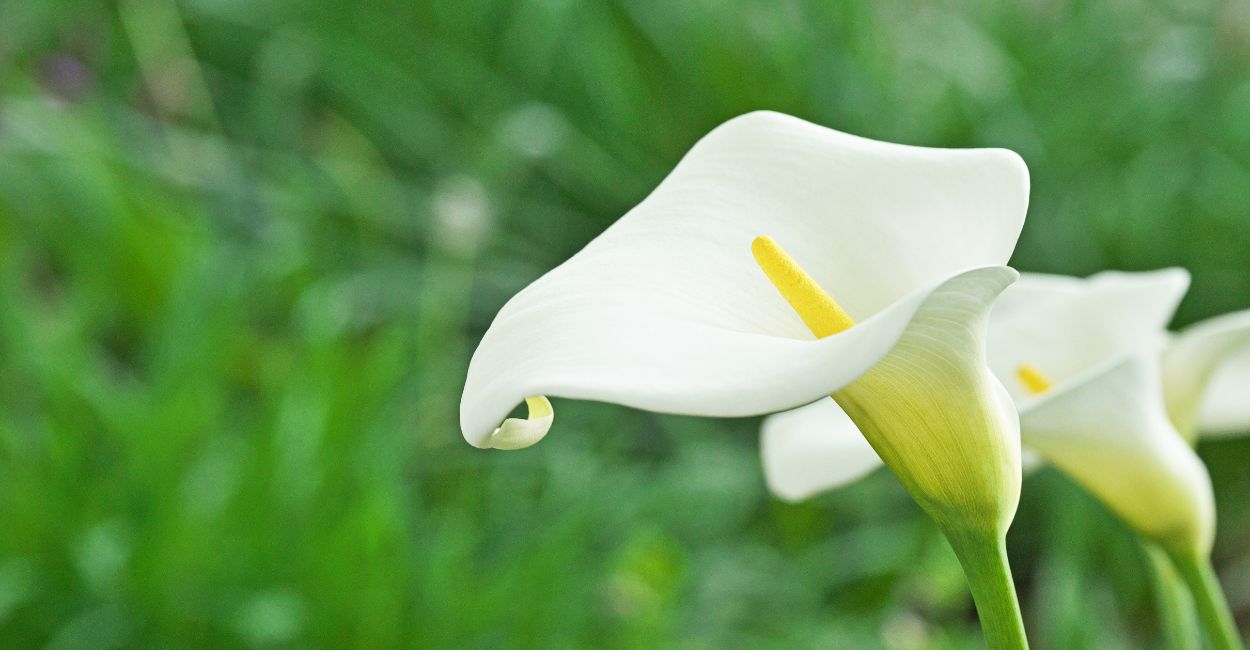 planta copo de leite