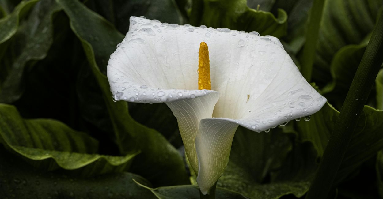 planta copo-de-leite