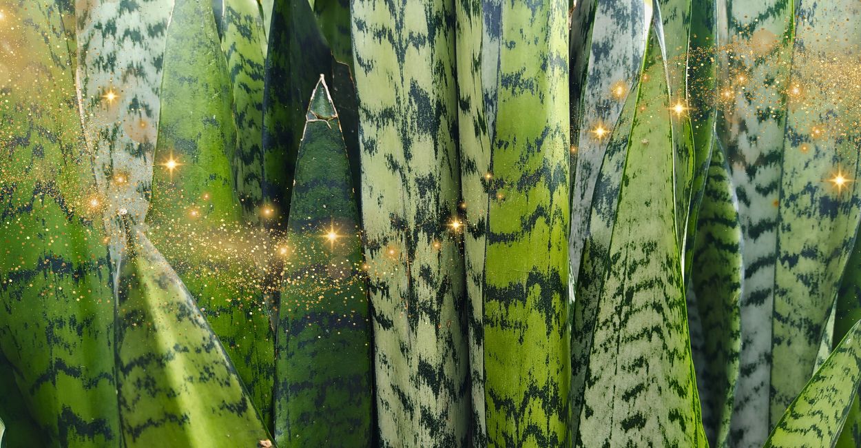 planta espada-de-são-jorge significado espiritual