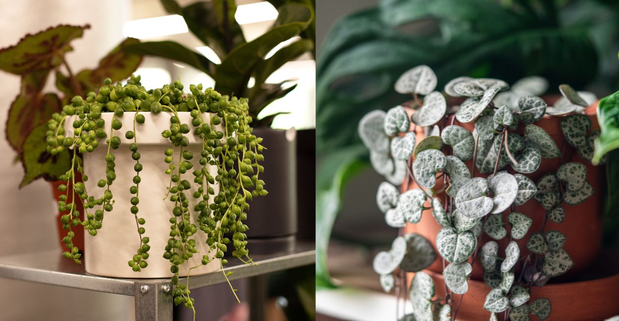 lindas plantas pendentes