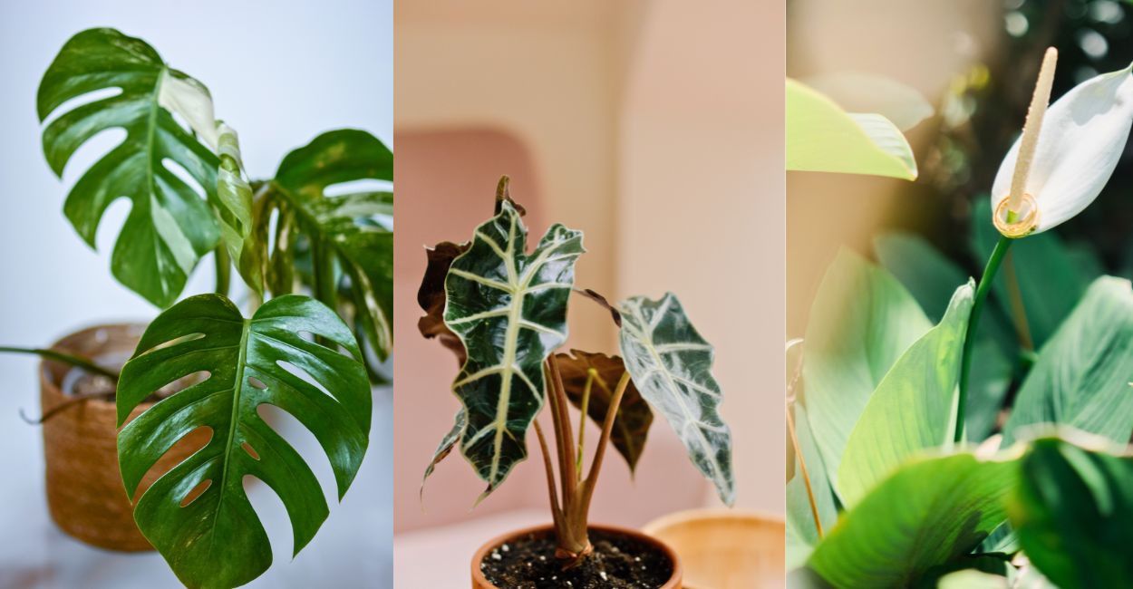 plantas para locais úmidos e sombreados