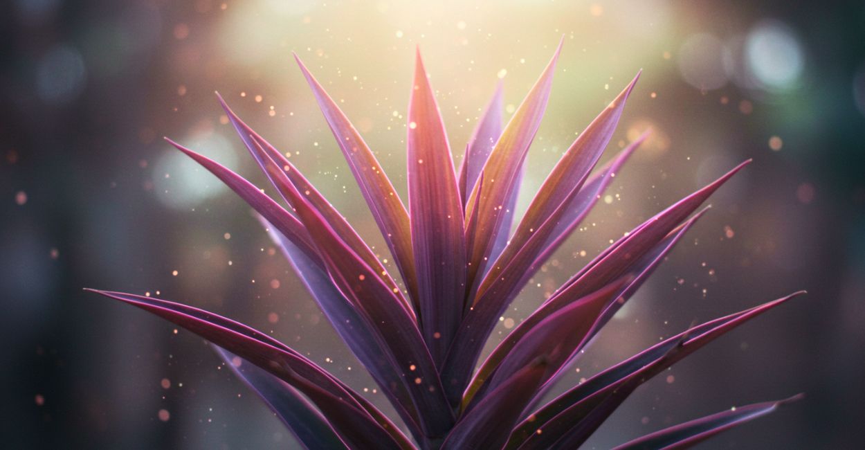 Dracena Roxa Significado Espiritual