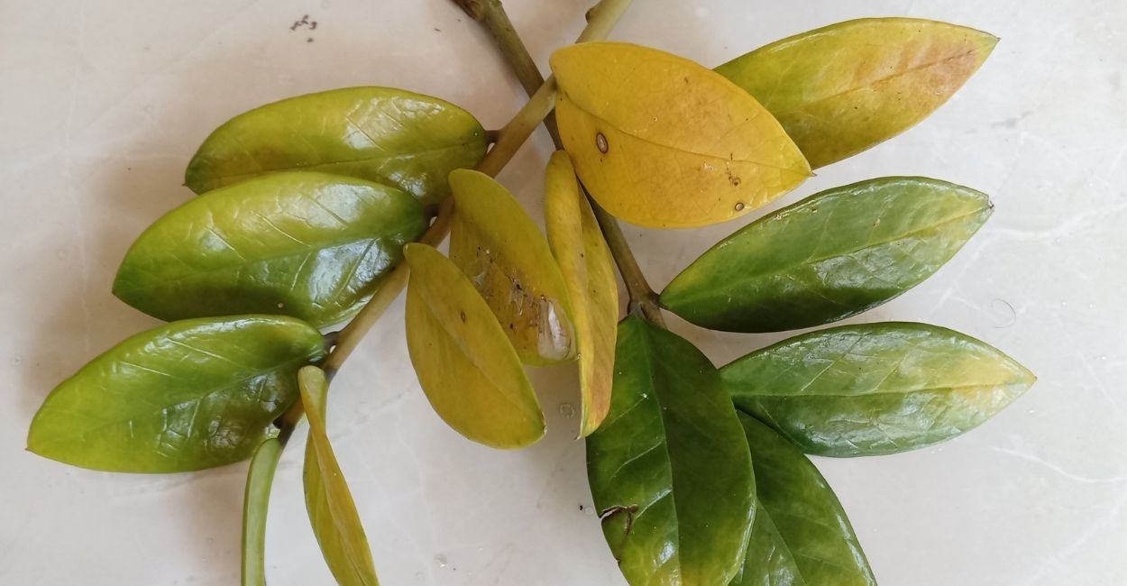 Zamioculca Amarelando Significado Espiritual