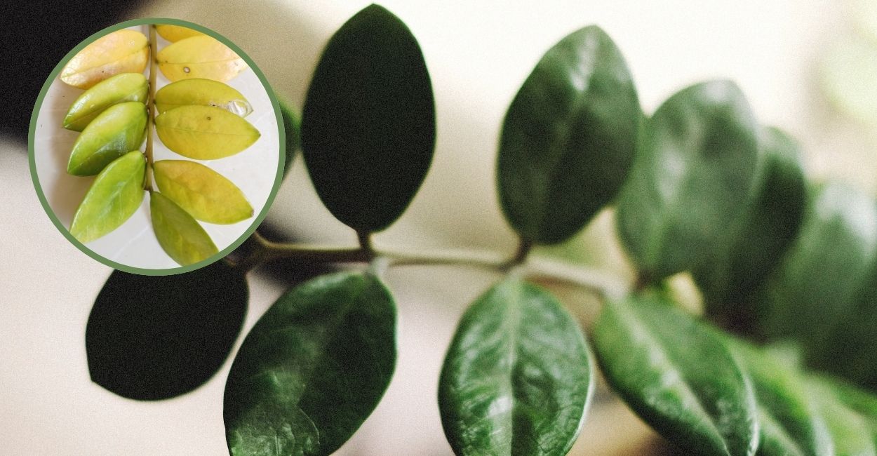 Zamioculca Amarelando Significado Espiritual