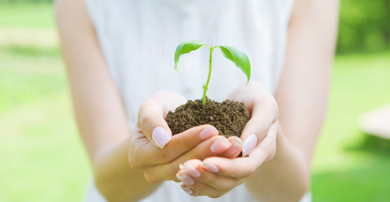 adubo natural para plantas