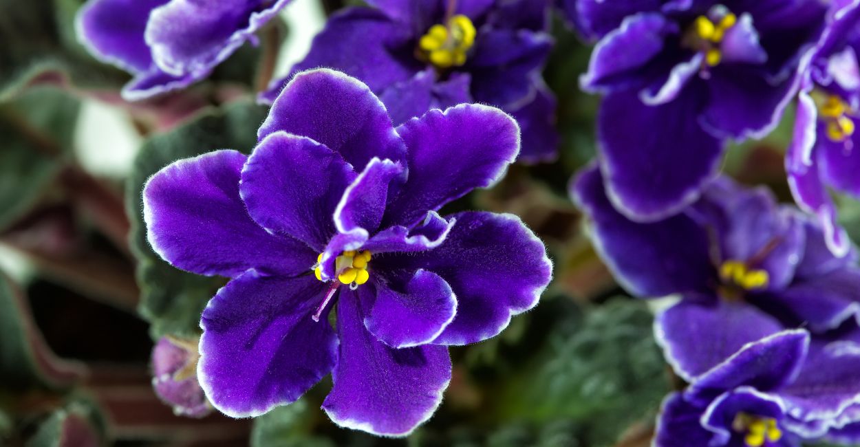 flores de violeta africana