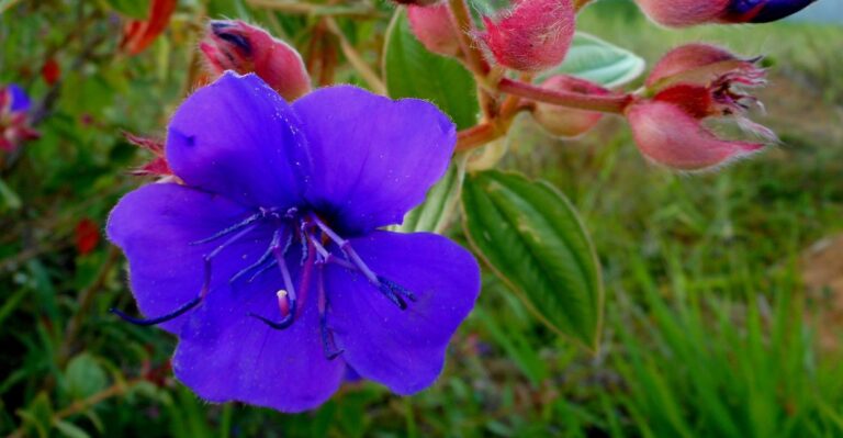 planta quaresmeira roxa