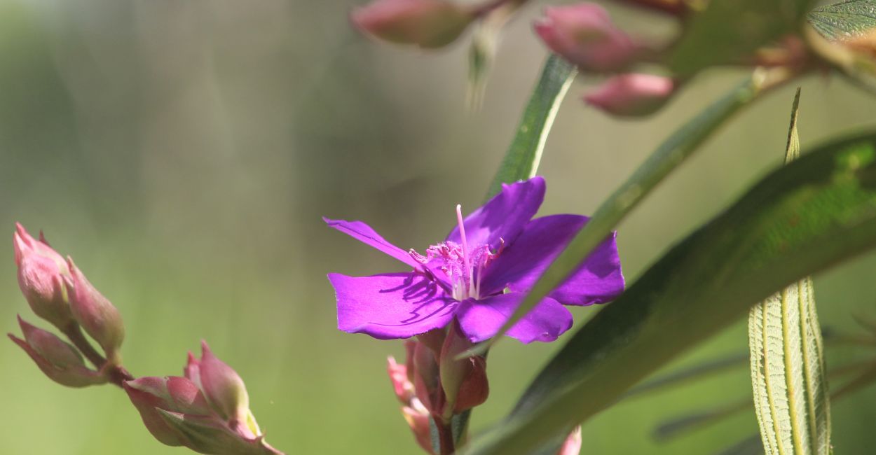 planta quaresmeira roxa