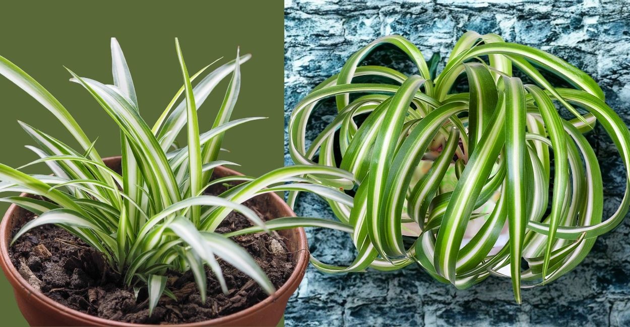 planta-aranha variedades