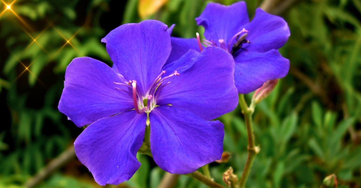 flor da planta quaresmeira roxa