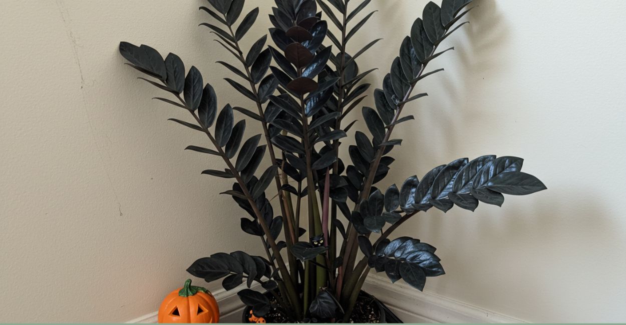 plantas pretas e roxas para Halloween