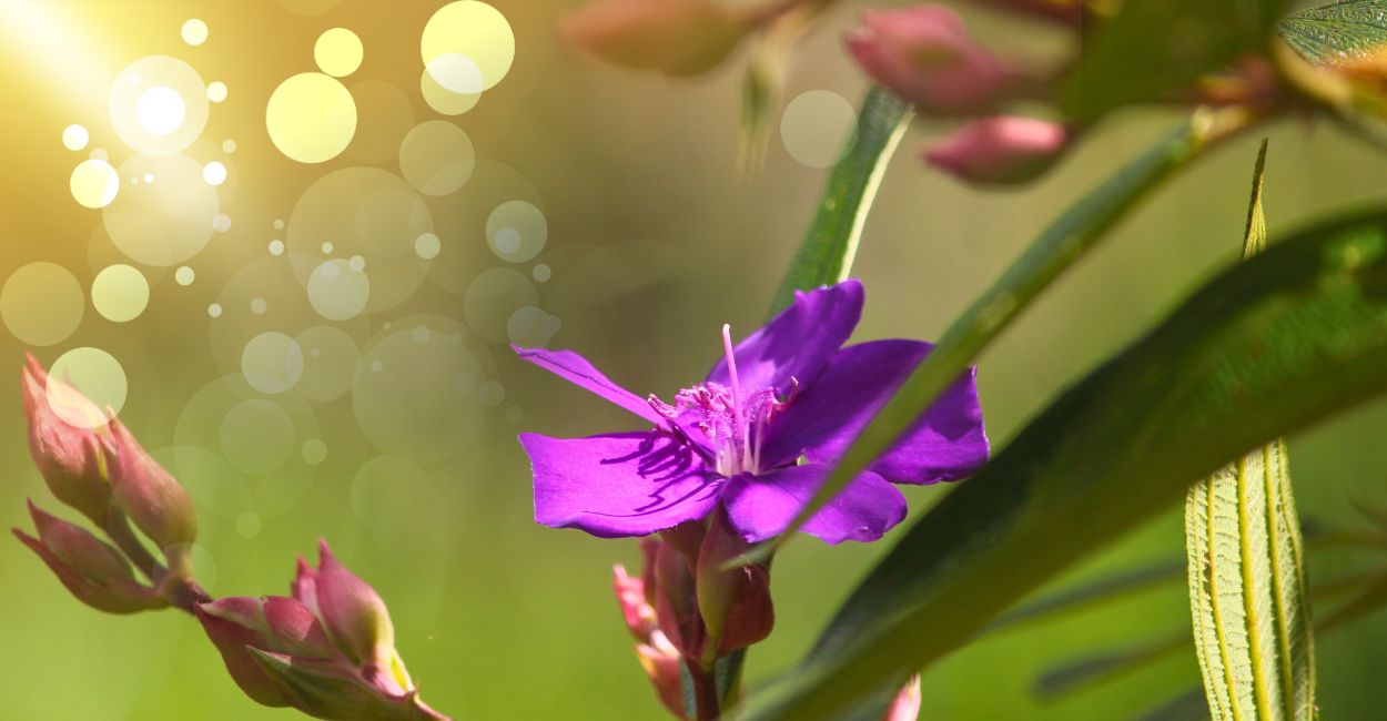 significado espiritual da quaresmeira