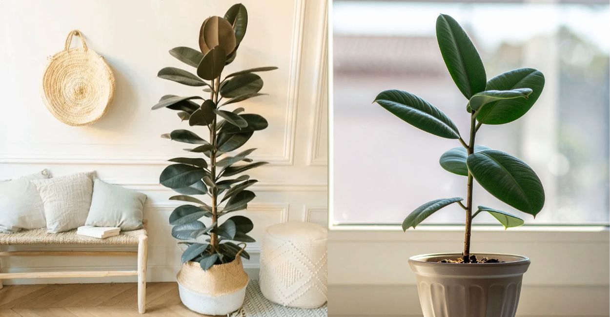 O significado espiritual da Ficus Elastica Burgundy