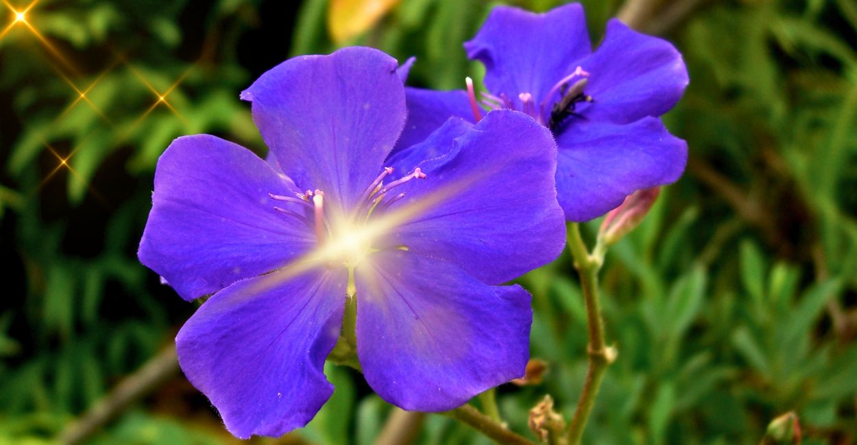 significado espiritual da quaresmeira