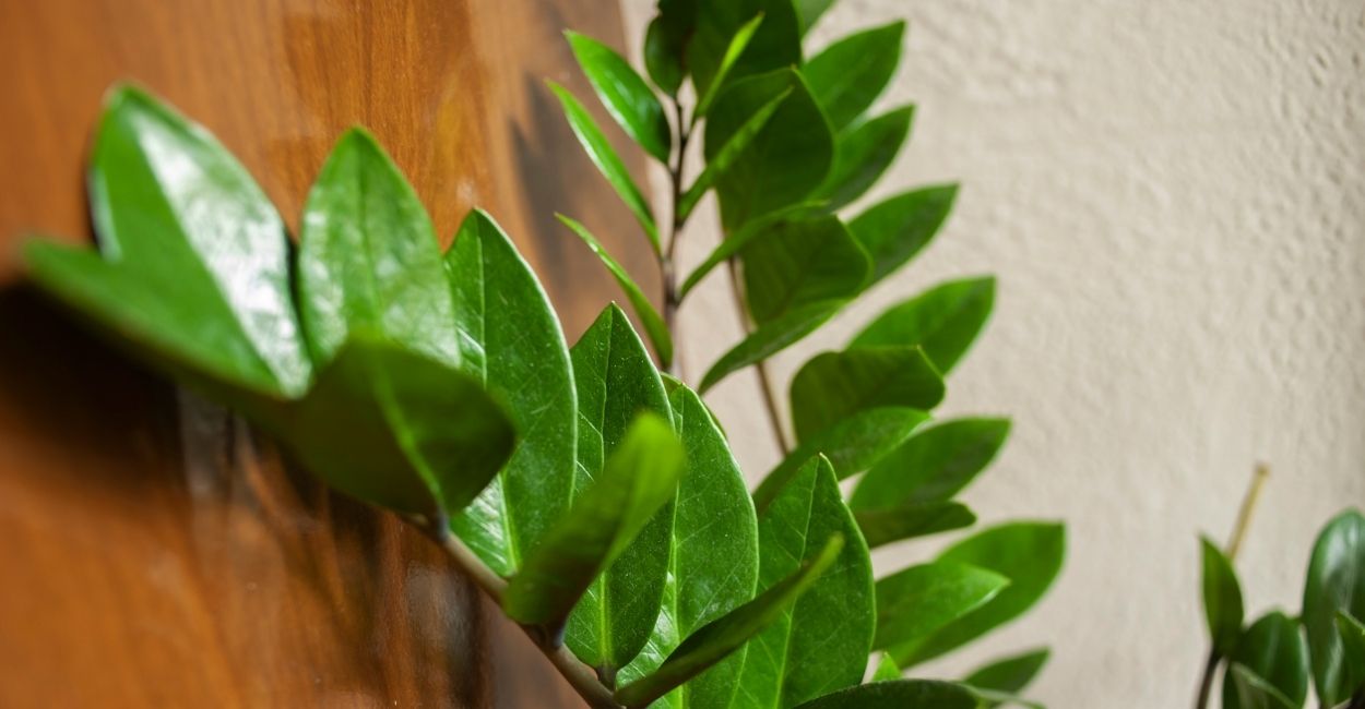 zamioculca variegata