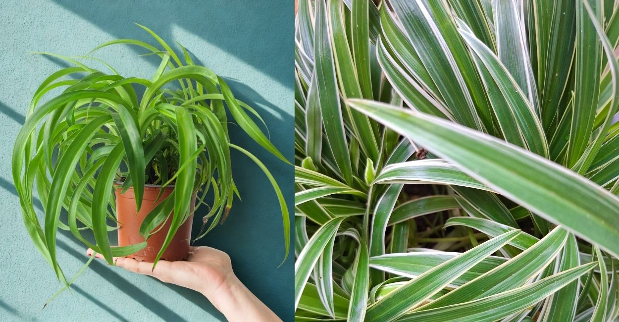 variedades diferentes da planta-aranha