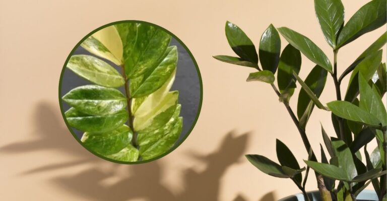 zamioculca variegata