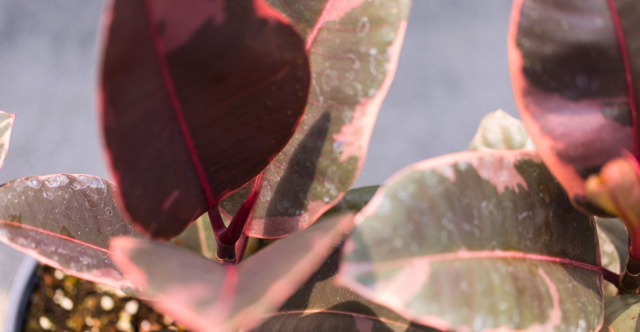 como cuidar da ficus elastica ruby