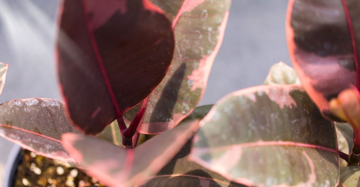 ficus elastica ruby significado espiritual