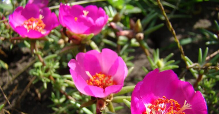 Por que a Flor Onze Horas Só Abre de Manhã?