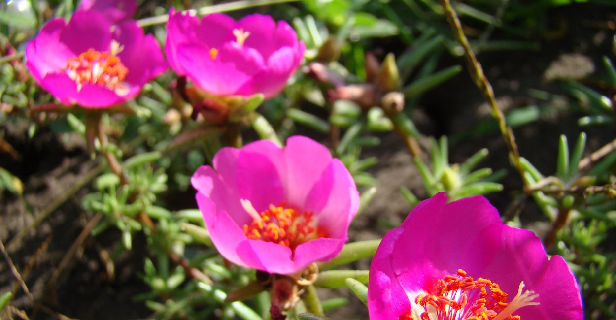 Por que a Flor Onze Horas Só Abre de Manhã?